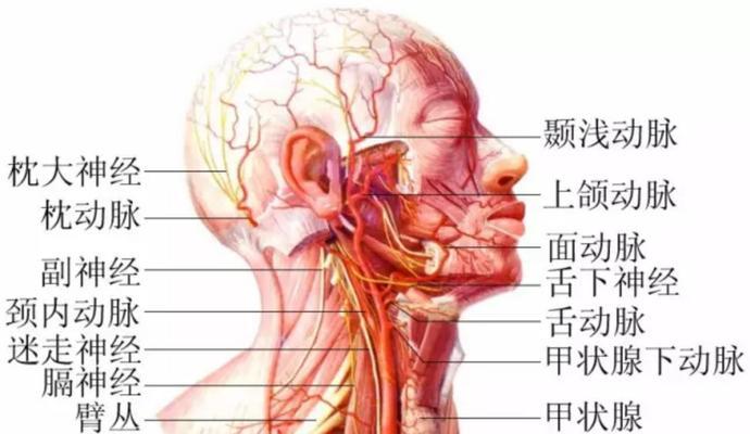 探秘人体工厂肺部循环-通关肺部循环的游戏技巧（挑战肺部循环）