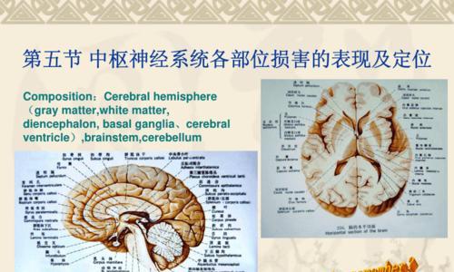 人体工厂（以游戏为主的神经科学探索）