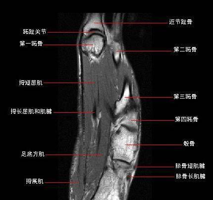 《以咩咩启示录》骨骰规则详解（游戏规则）