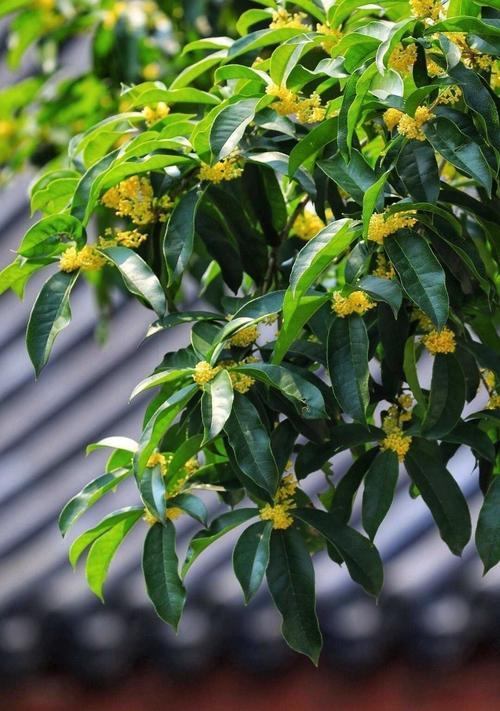 《苍蓝境界》中莲月的强大技能介绍（探究游戏中莲月独特的技能和优势）