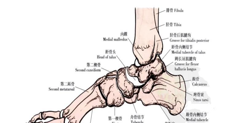 《以咩咩启示录》规则详解（探究骨骰游戏的乐趣与策略）