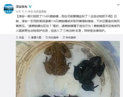 《小鸡快跑2》游戏捕捉迷你蟾蜍攻略（探寻迷你蟾蜍的捕捉技巧与秘籍）