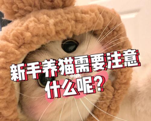 用猫咪翻译器畅玩互动游戏（养猫小白也能玩转游戏）