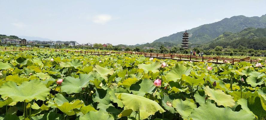 《武义九州新手玩法攻略指南》（从零开始的武义九州冒险之旅）