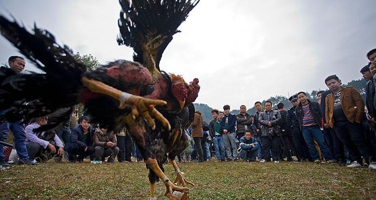 《楚留香手游》中斗鸡禽斗嬉冬斗鸡玩法技巧大揭秘（掌握禽斗嬉冬斗鸡）