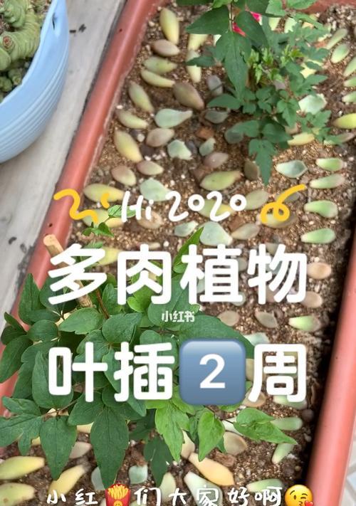 发芽啦植物怎么解锁？通关攻略有哪些？