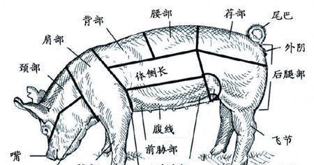 迷你世界猪繁殖技巧？